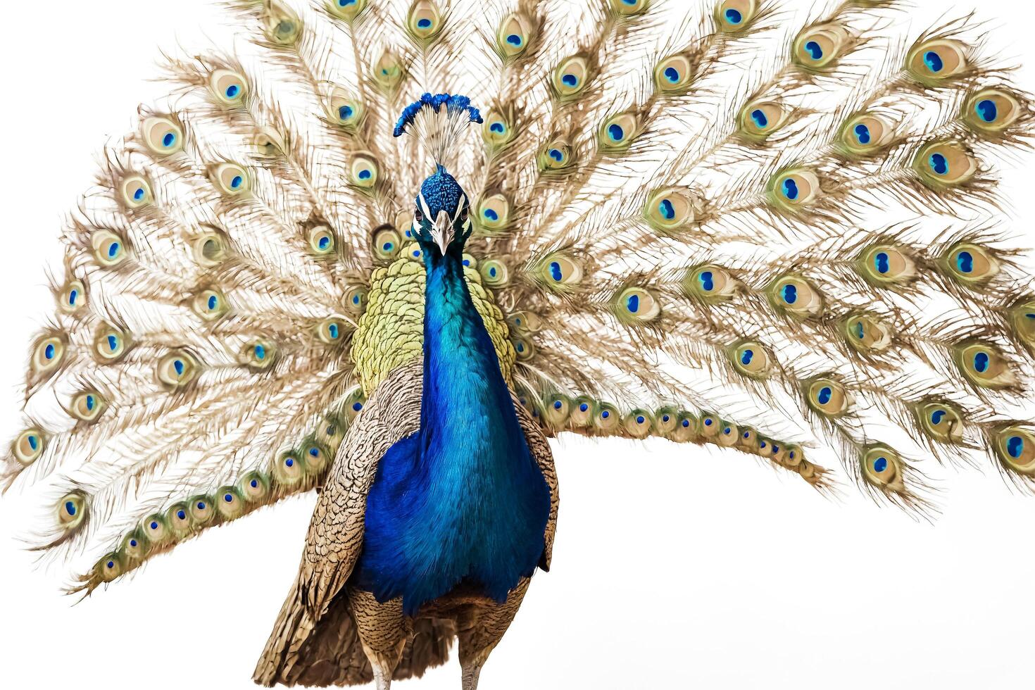 Peacock with Spread Feathers Isolated on White Background photo