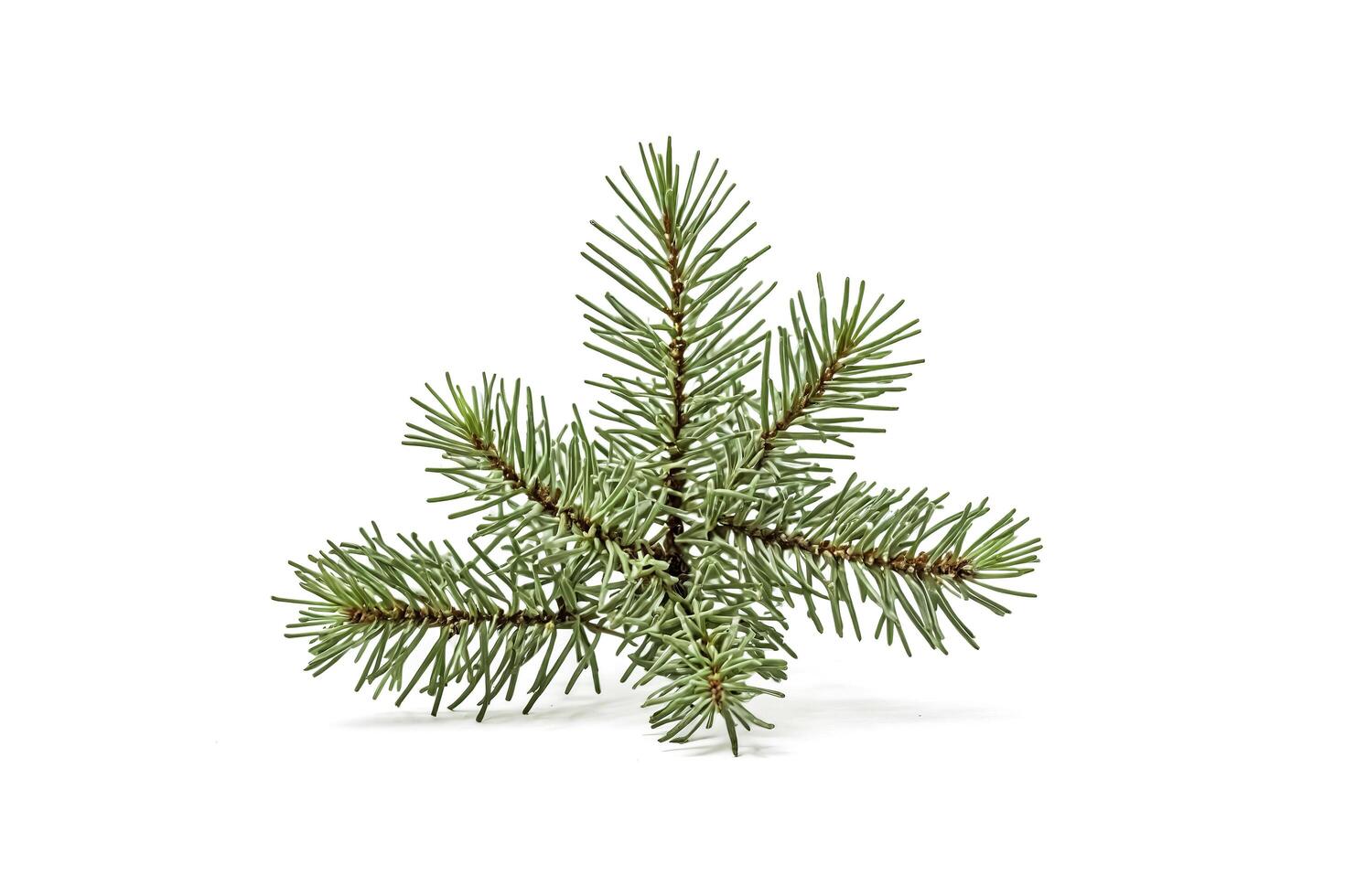 Fir Tree Branch Isolated on White Background photo