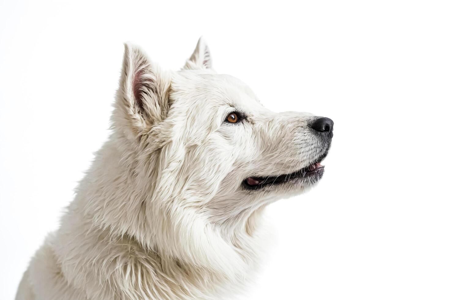 White Dog Looking to the Right photo