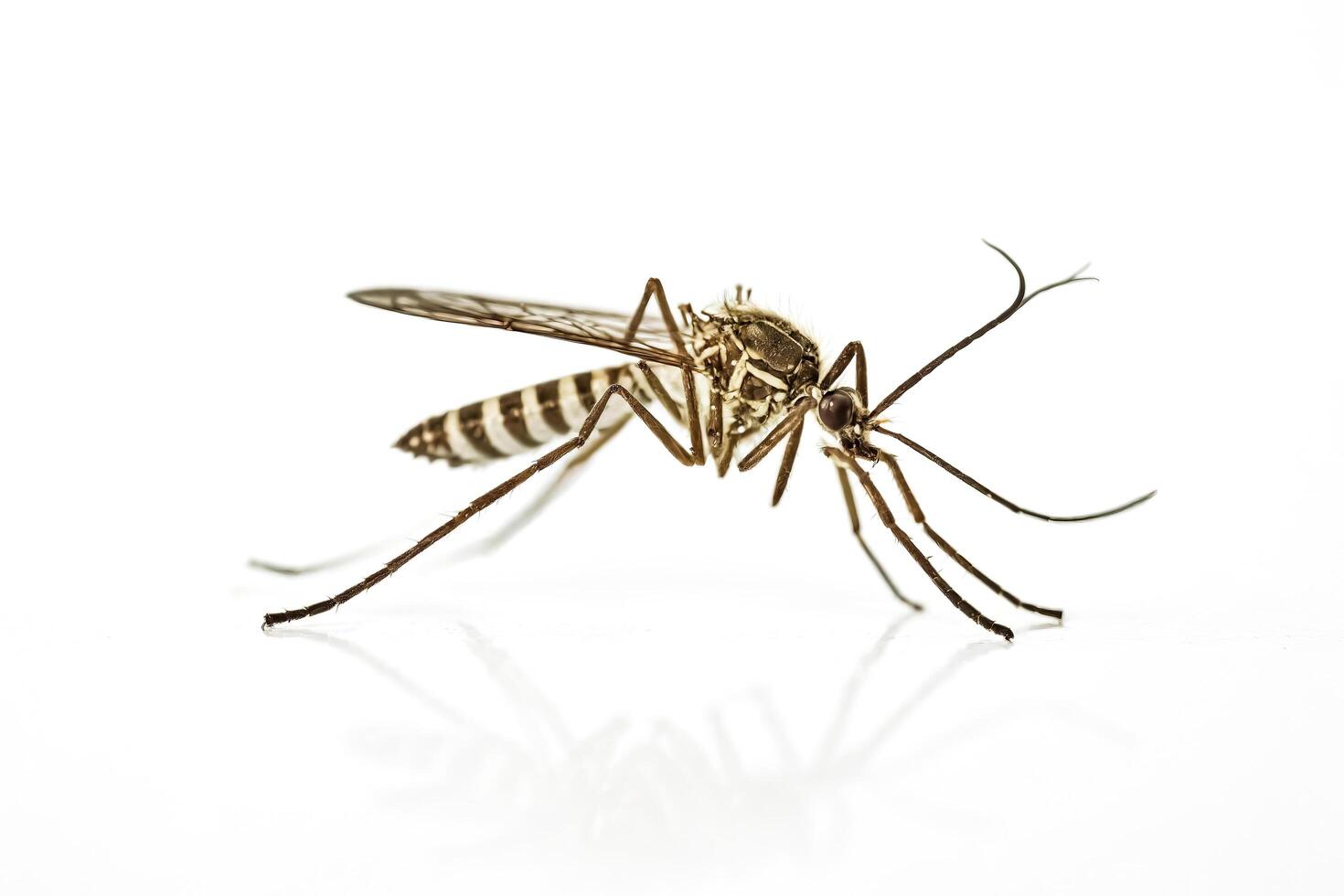 Close-up of a mosquito with striped legs photo