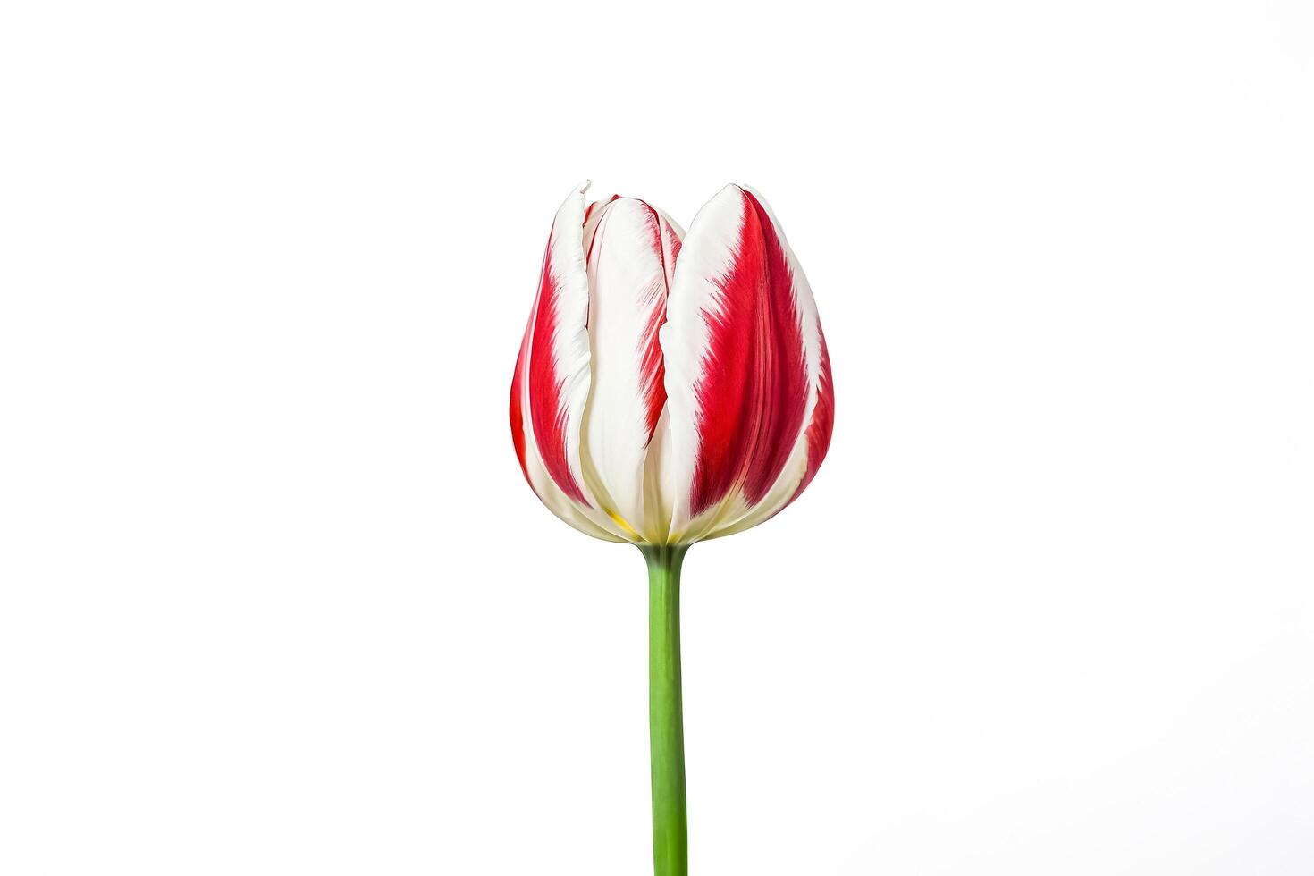 Single Red and White Tulip on White Background photo