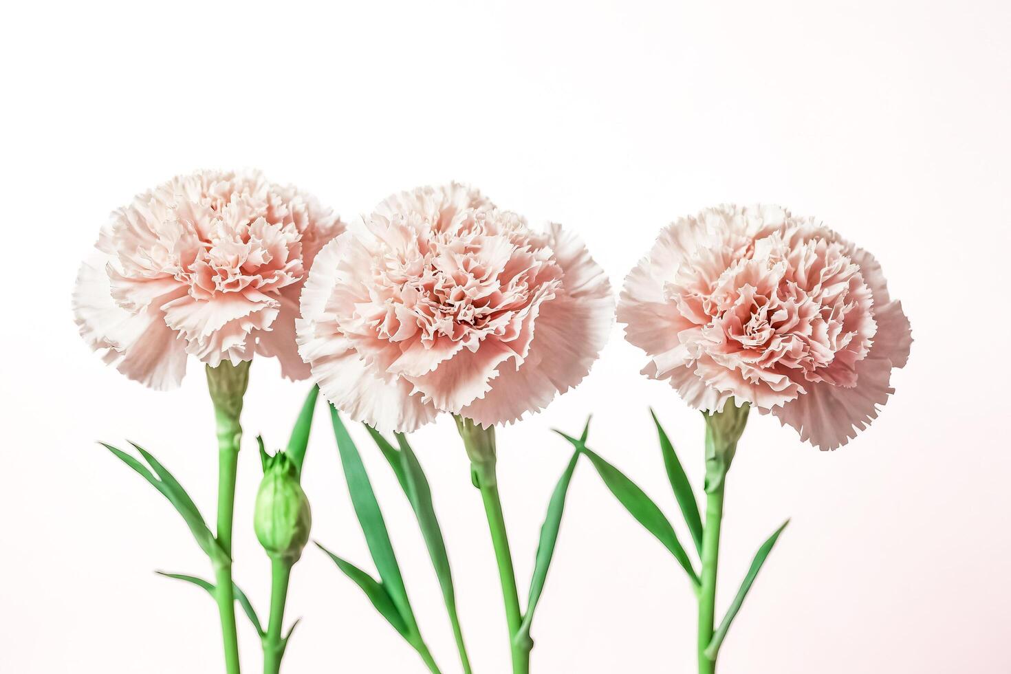 Three Pink Carnations on White Background photo