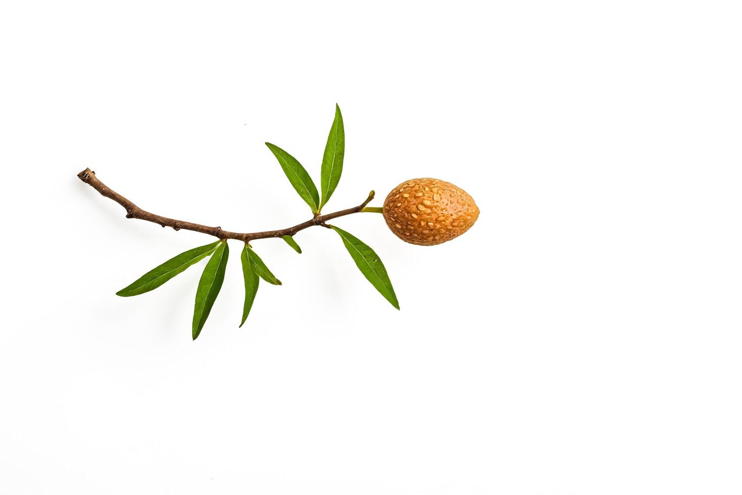 Single Almond on a Branch with Green Leaves photo