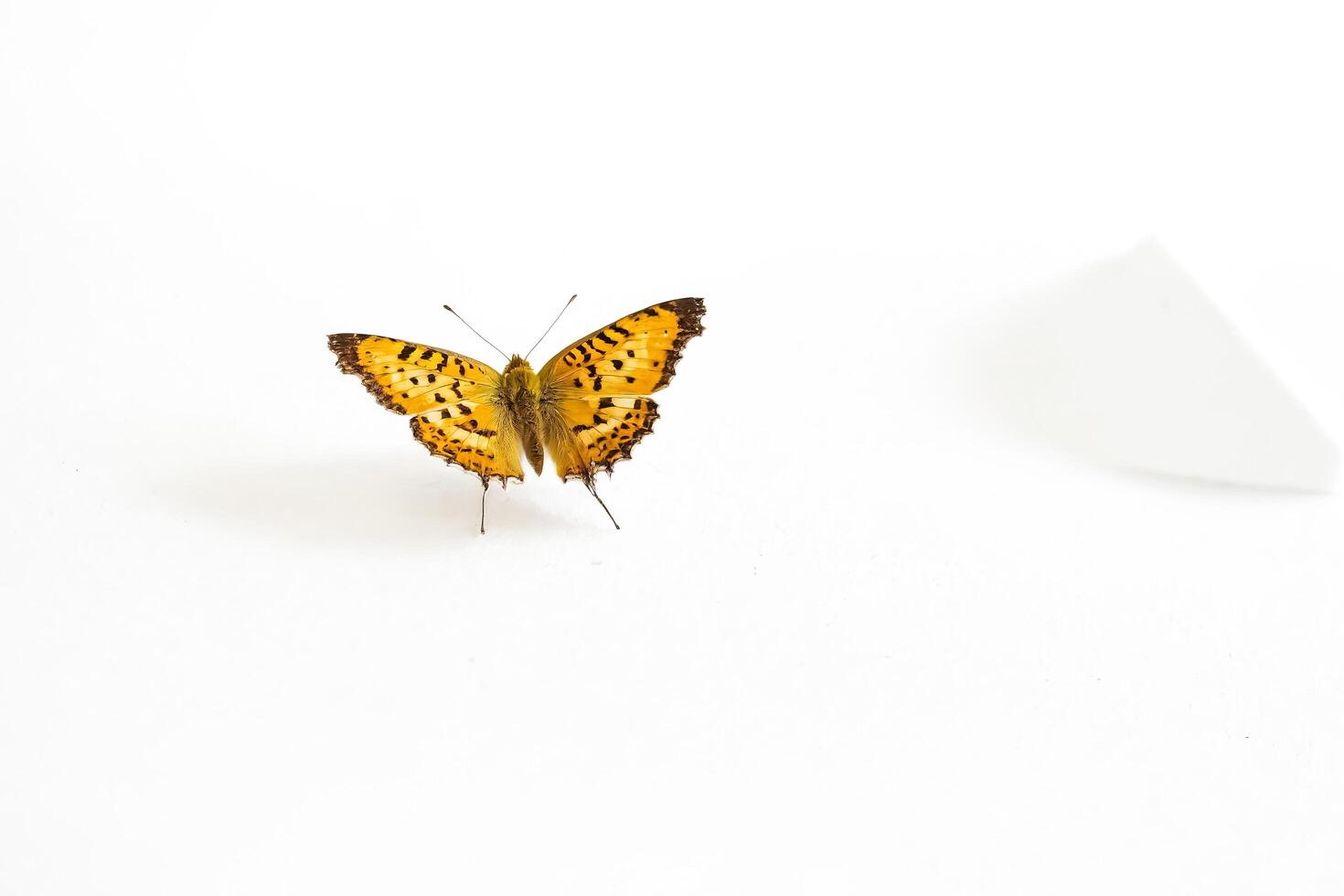 Orange and Black Butterfly on White Background photo