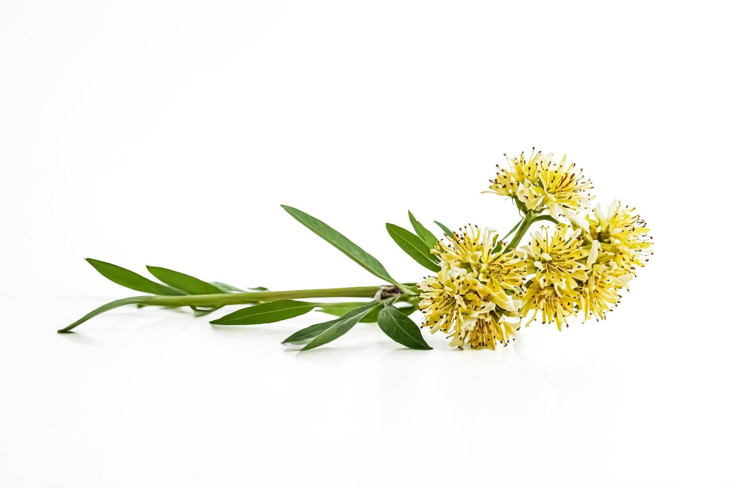 Yellow Flower with Green Stems on White Background photo