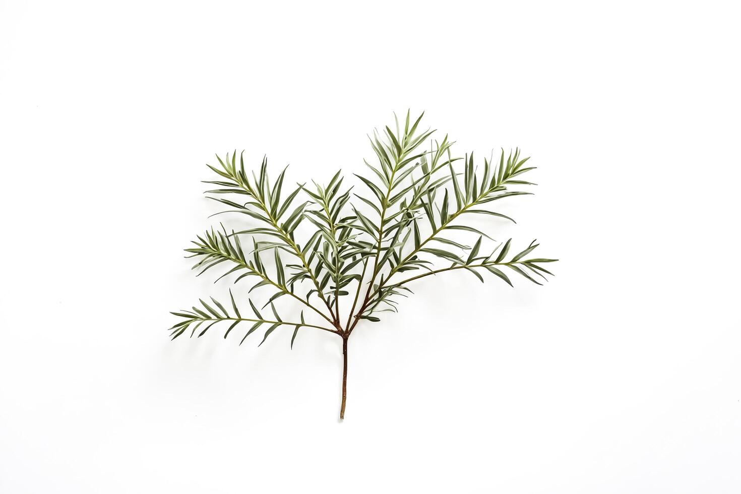 Green Branch on White Background photo