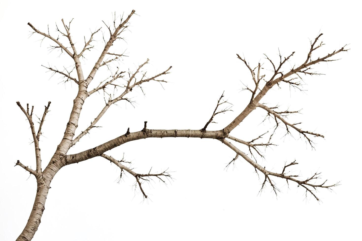 Bare Branch Against White Background photo