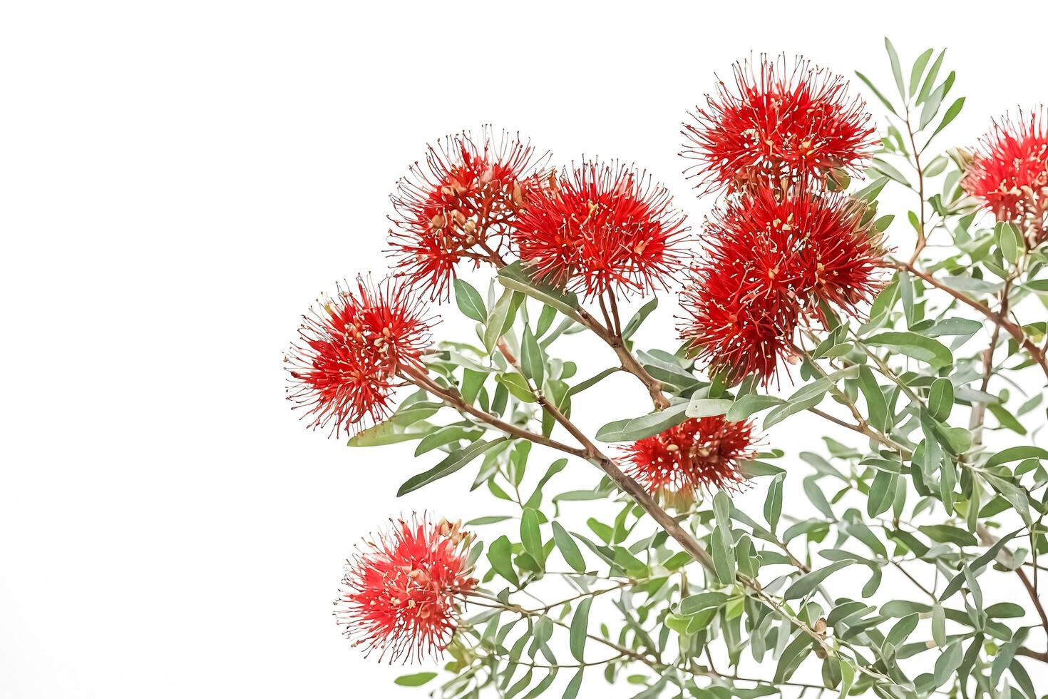 Red Bottlebrush Flowers on a White Background photo