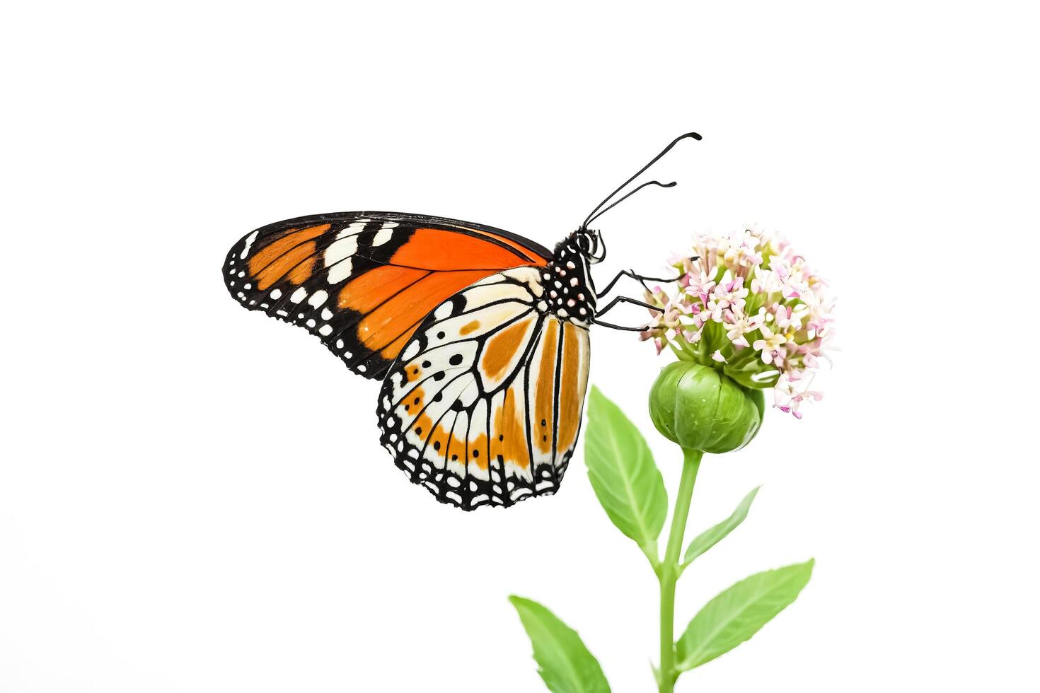 Butterfly on Flower Isolated on White photo