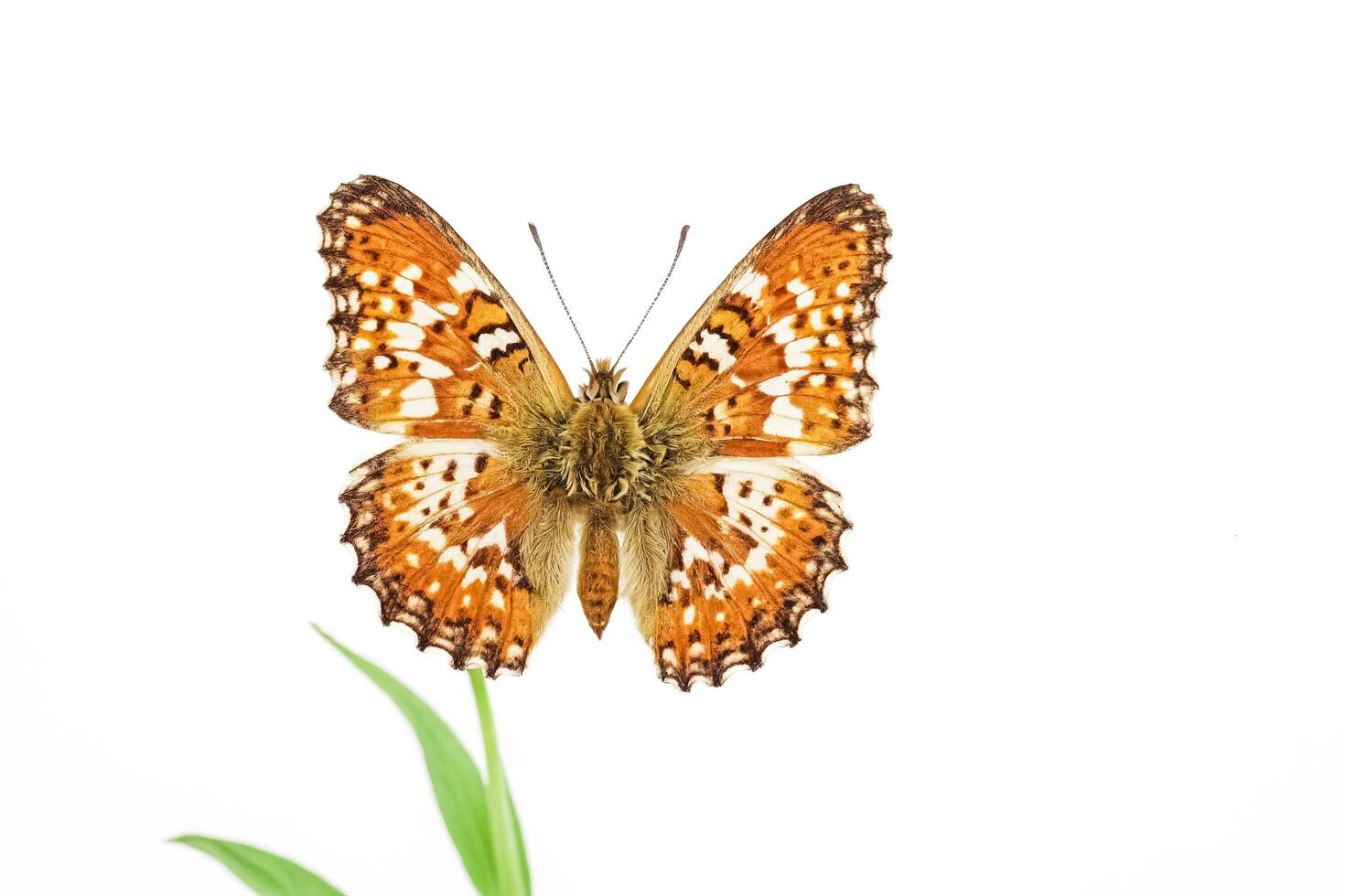 Closeup of a Beautiful Orange Butterfly on a White Background photo