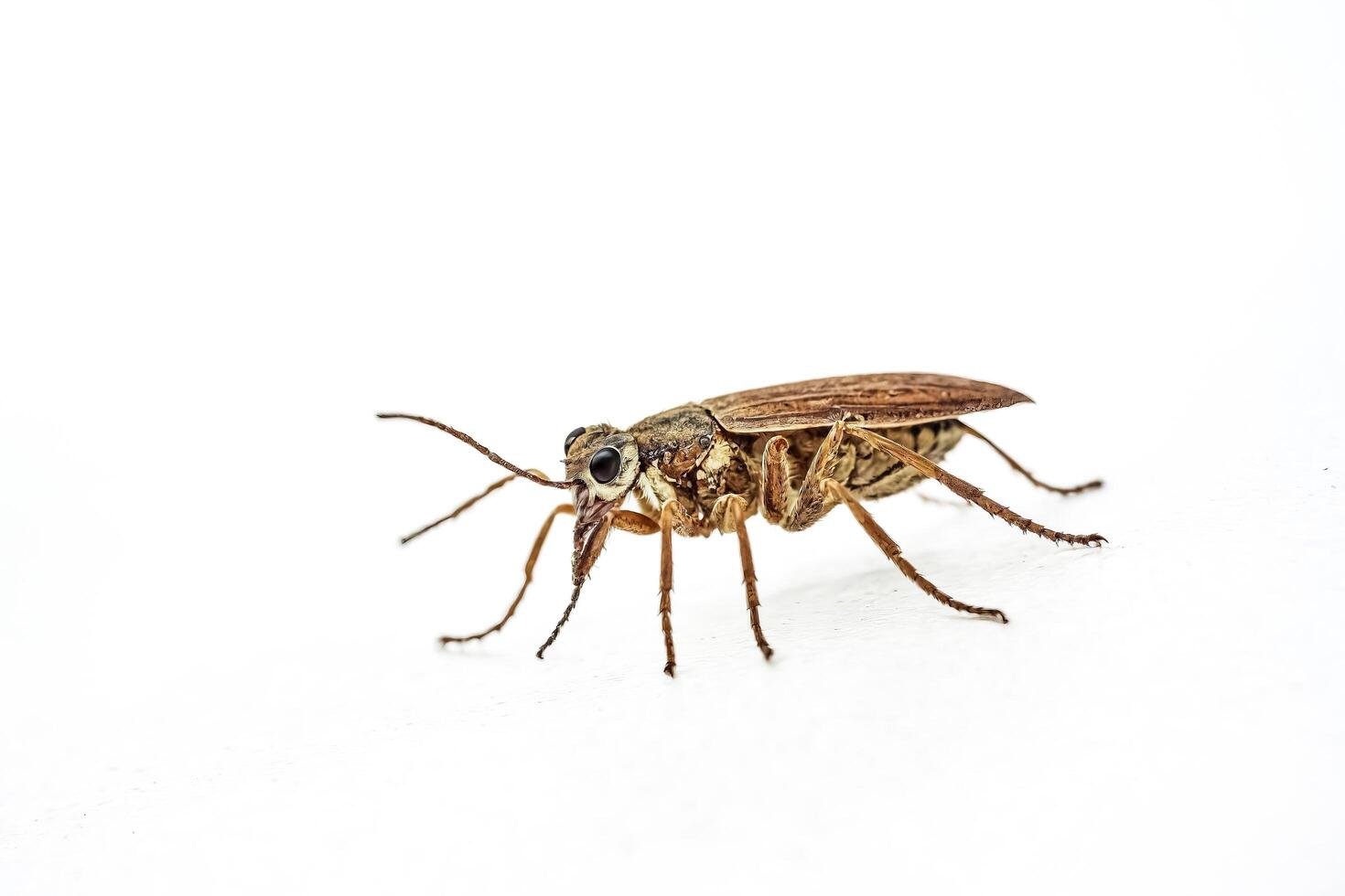 Macro Photography of a Brown Beetle with Large Eyes photo