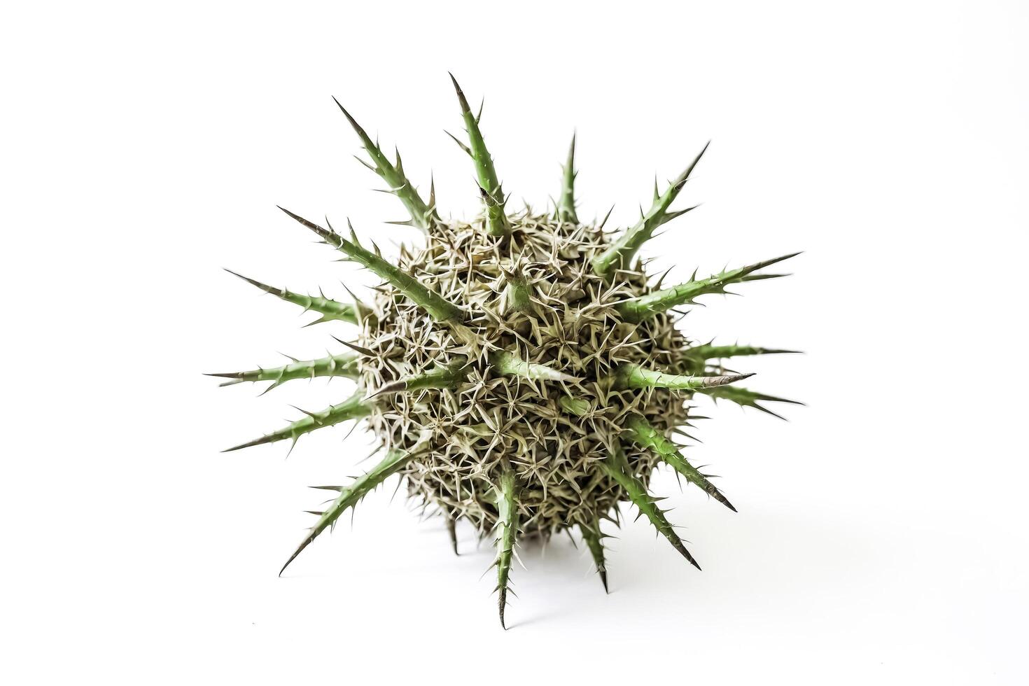 Spiky Green Plant Isolated on White Background photo