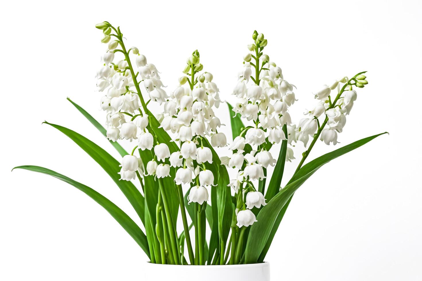 Lily of the Valley Bouquet Isolated on White photo