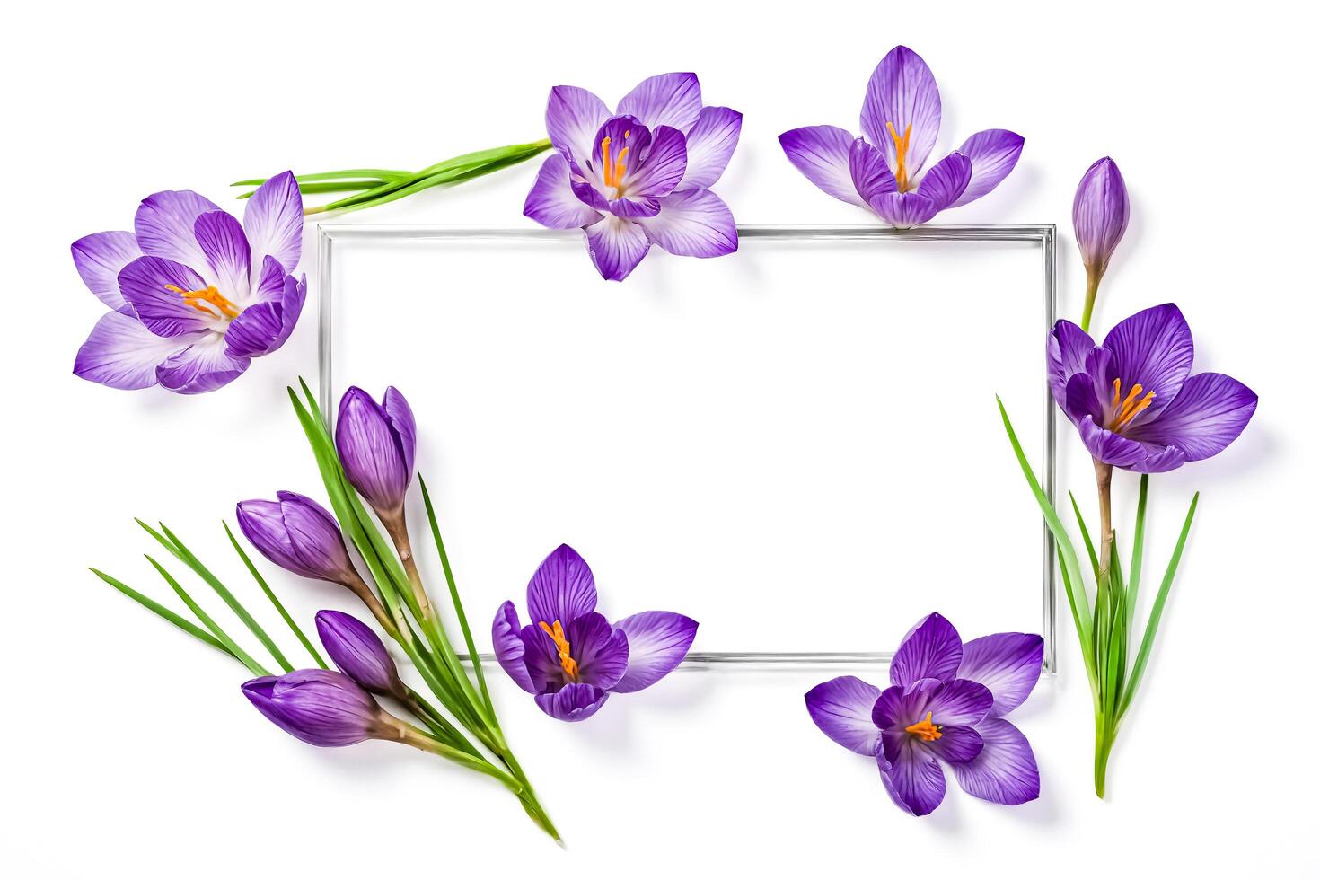 Purple Crocus Flowers Frame photo