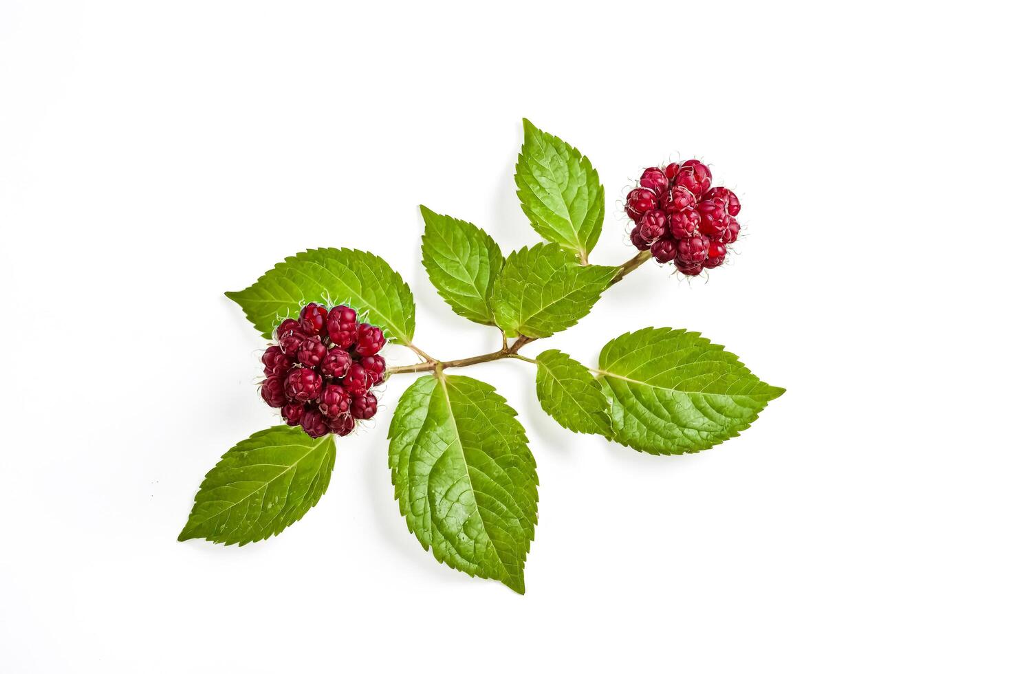 Close-up of Red Berries on a Branch with Green Leaves photo