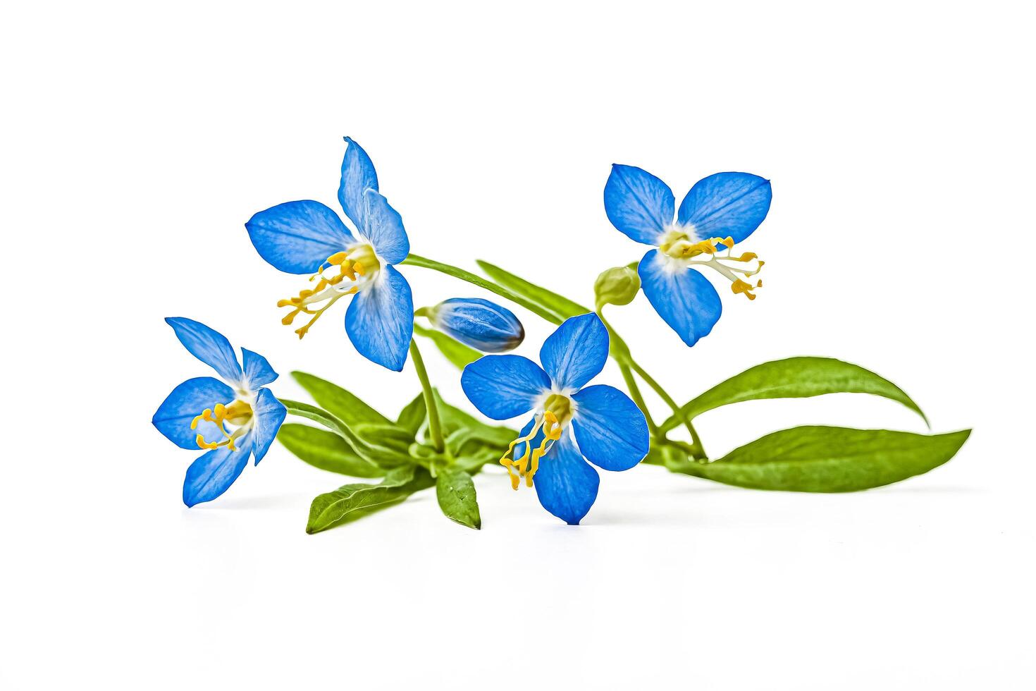 Blue Flowers with Yellow Center on White Background photo
