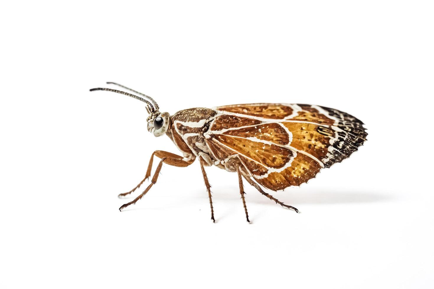 Brown Moth with White Stripes on White Background photo