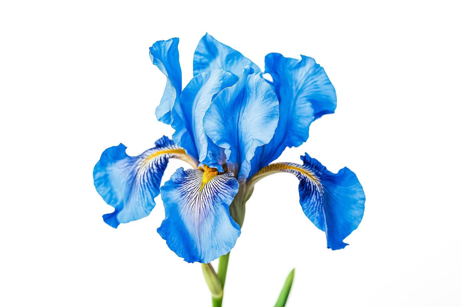 Blue Iris Flower on White Background photo