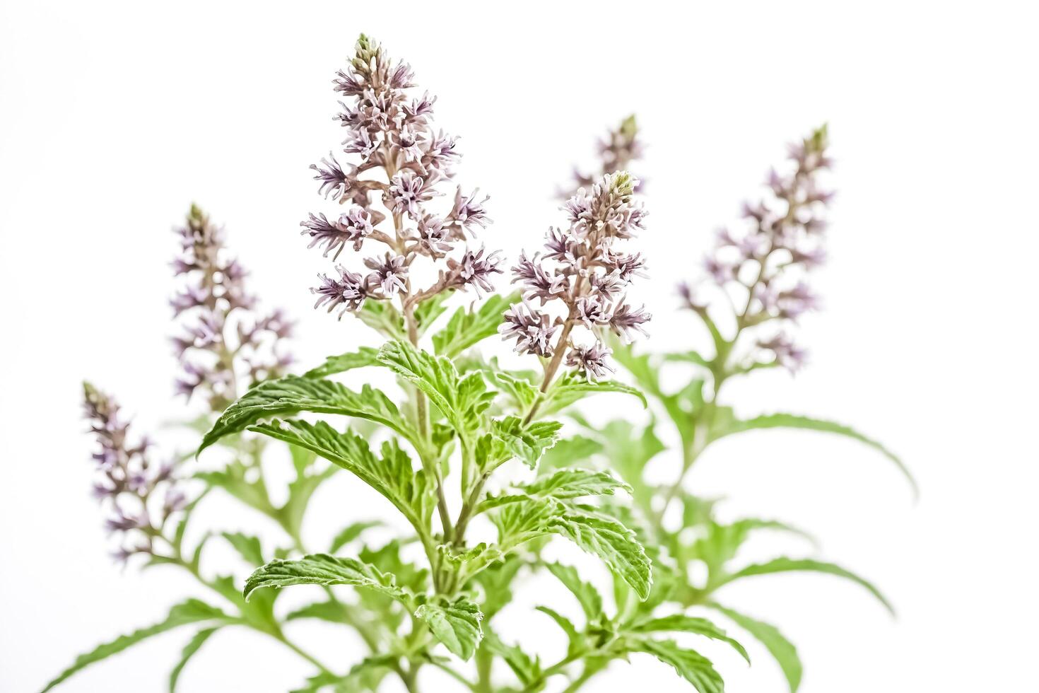 Closeup of a purple wildflower with green leaves against a white background photo