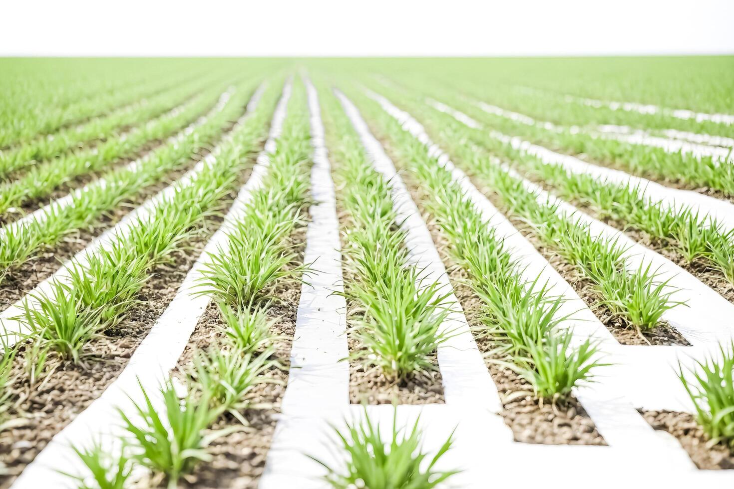 Green Plant Rows in a Field photo