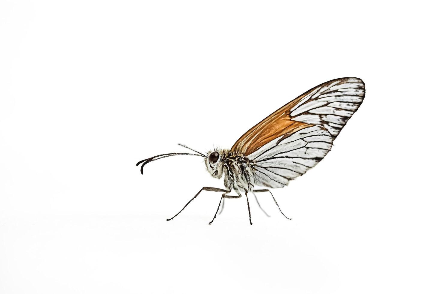 Close-up of a Butterfly with White and Brown Wings photo