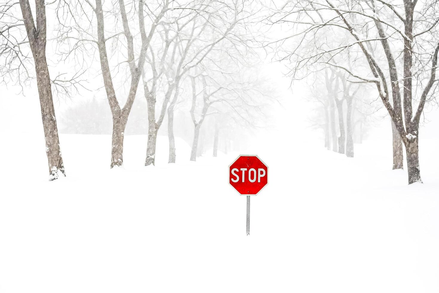 Stop Sign in Snowy Forest photo