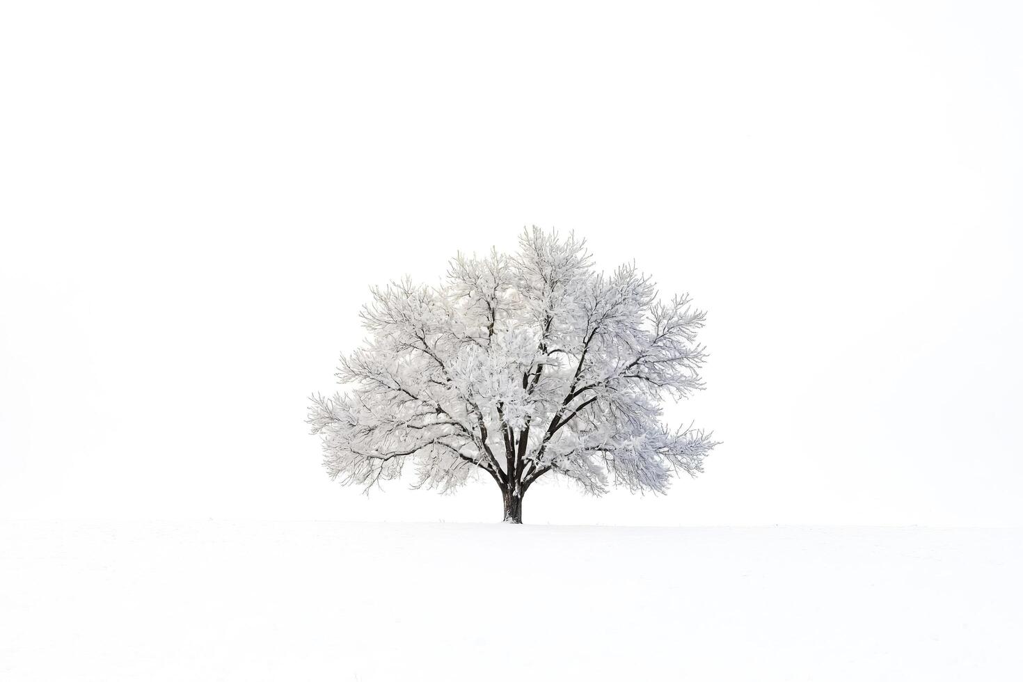 Lone Tree in Snowy Field photo