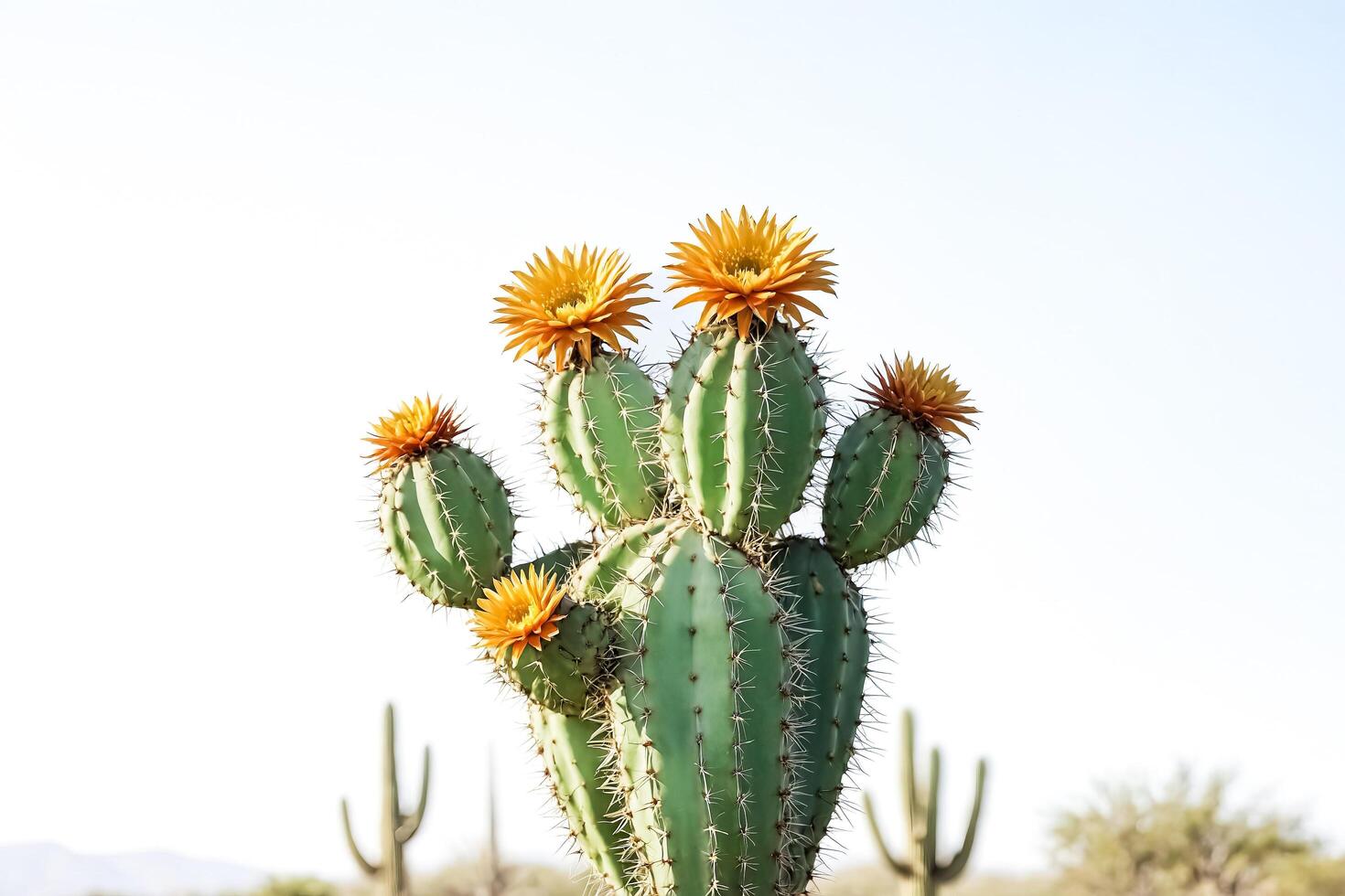 Cactus with Yellow Flowers photo