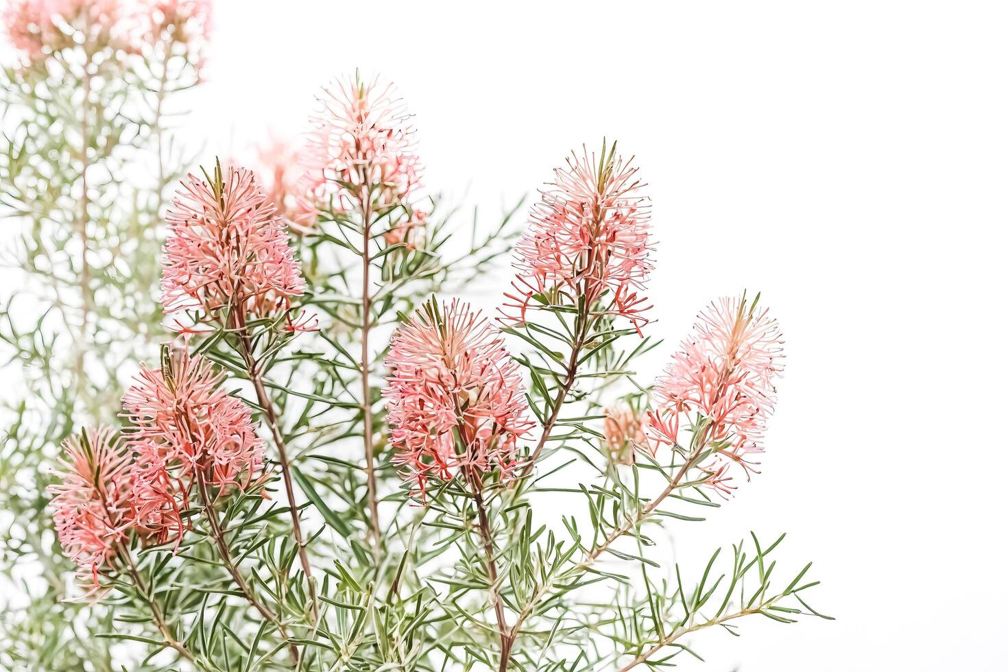 Delicate Pink Flowers on a Green Branch photo