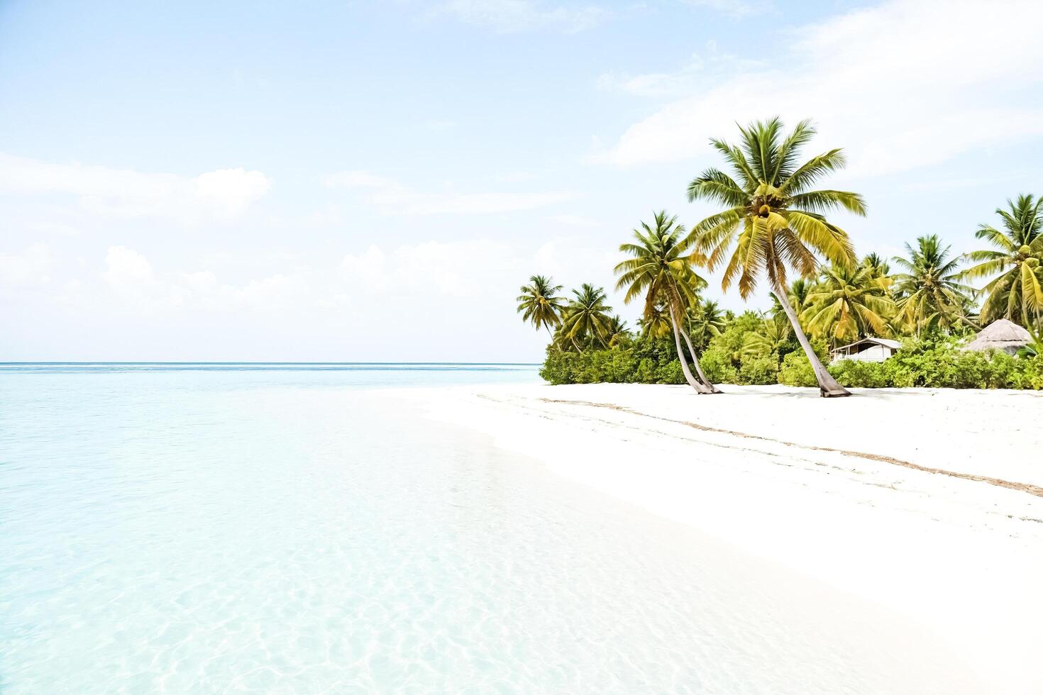Tropical Beach Paradise with Palm Trees and Crystal Clear Water photo