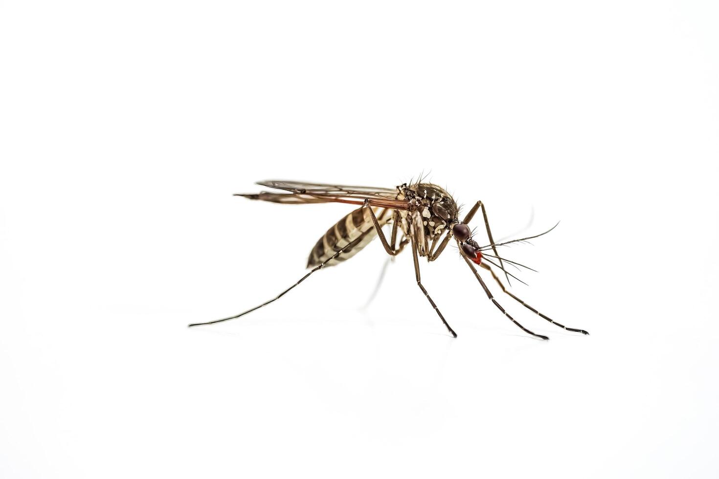 Close-up of a mosquito on a white background photo