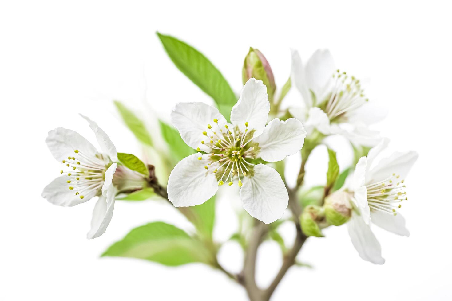 White Cherry Blossom Branch Isolated on White photo