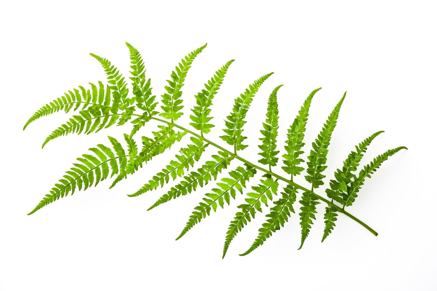 Green Fern Frond Isolated on White Background photo