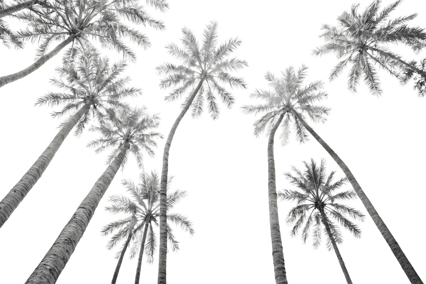 Black and White Palm Trees photo