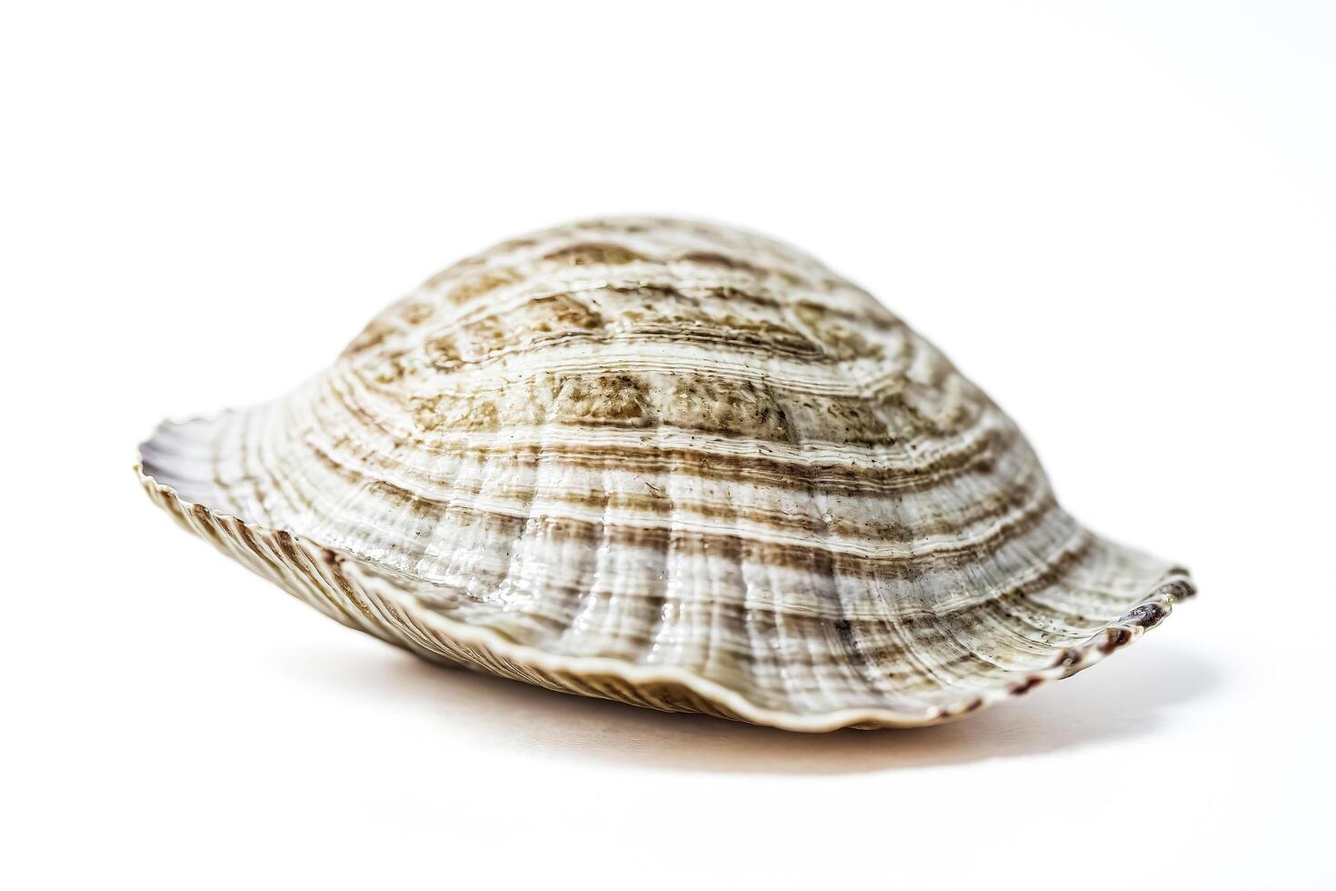 Close-up of a seashell on a white background photo
