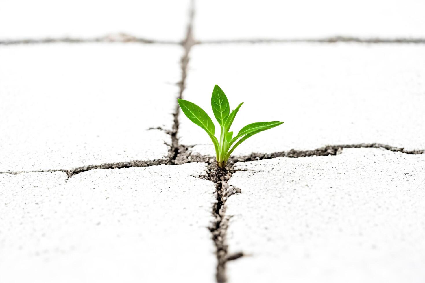 Small Plant Growing Through Crack In Concrete photo