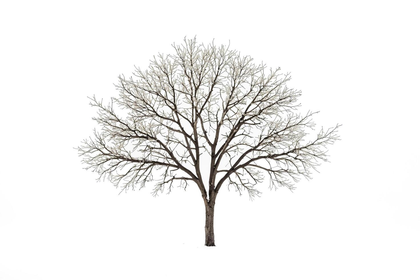 Bare Tree in Winter photo