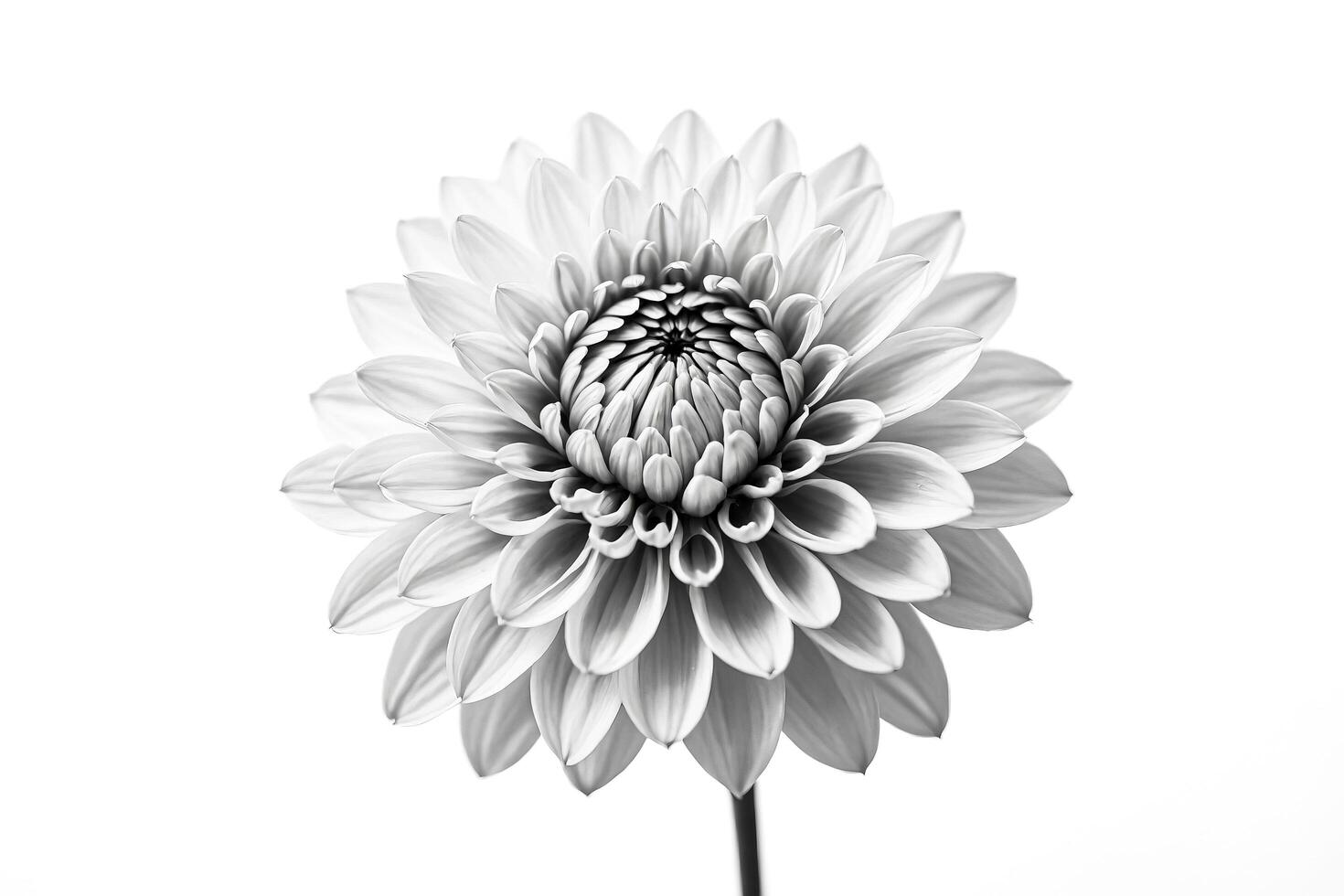 Black and White Dahlia Flower Close-Up photo