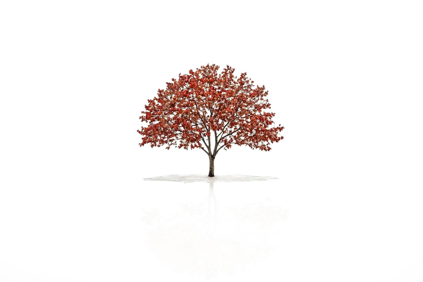 Single Red Tree Isolated on White Background photo
