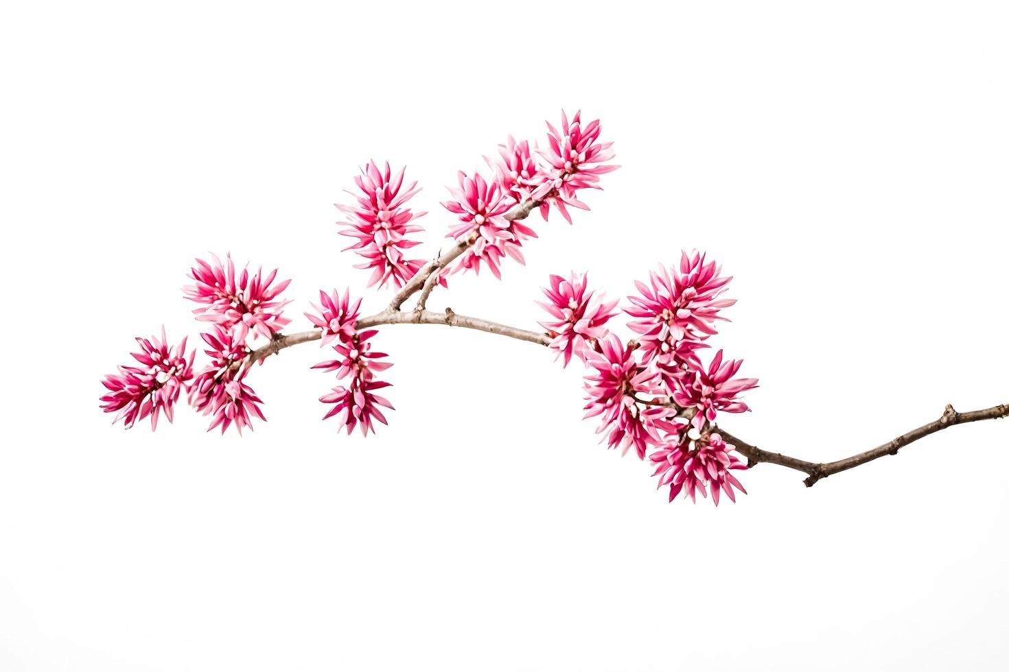 Pink Blossom Branch photo