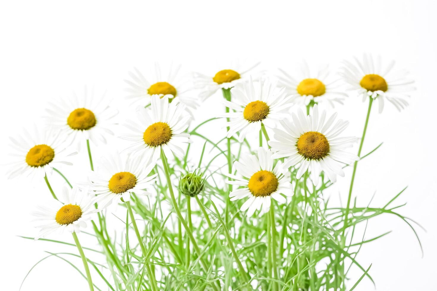 A Bunch of Daisies Isolated on White Background photo