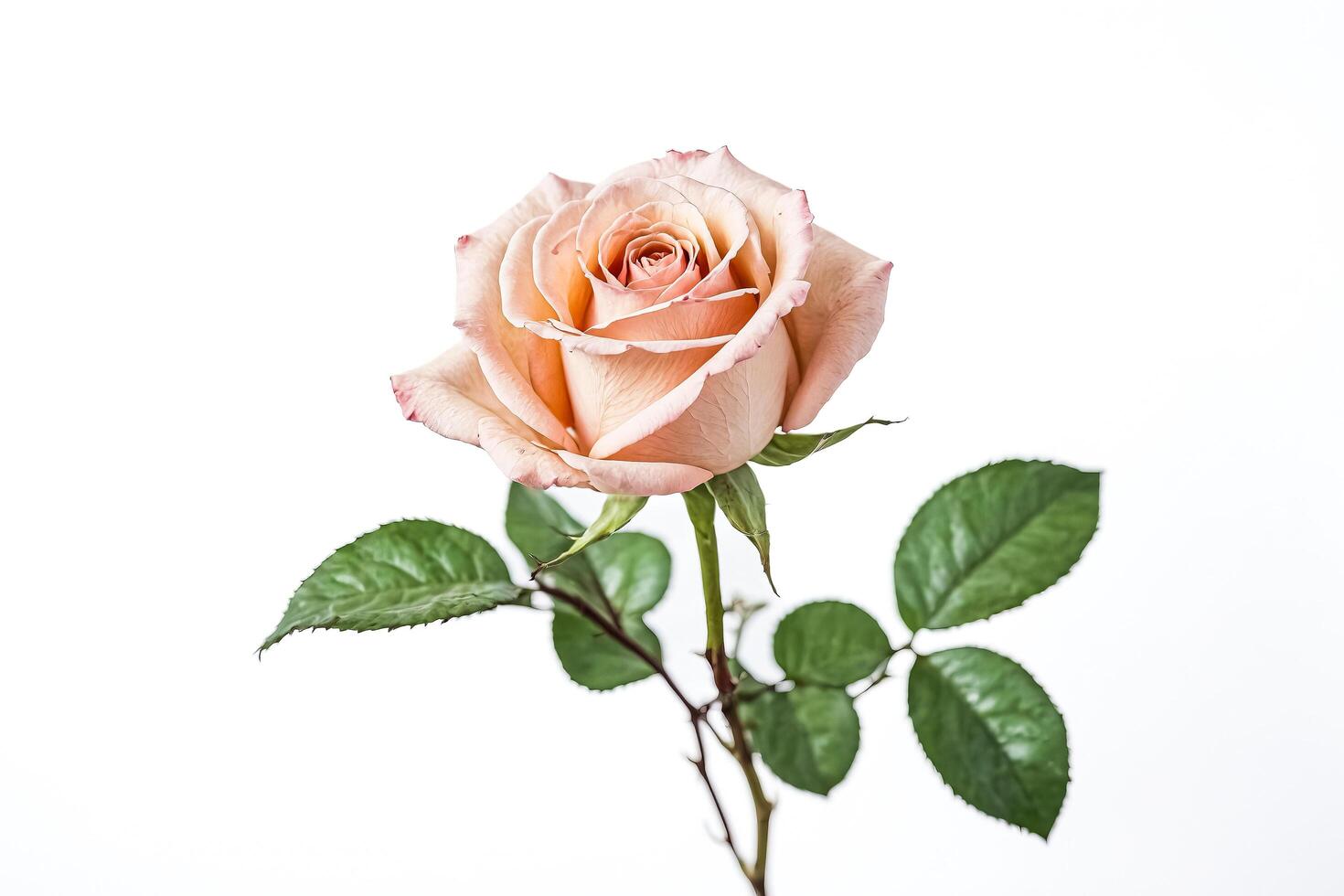 Single Peach Rose Isolated on White Background photo