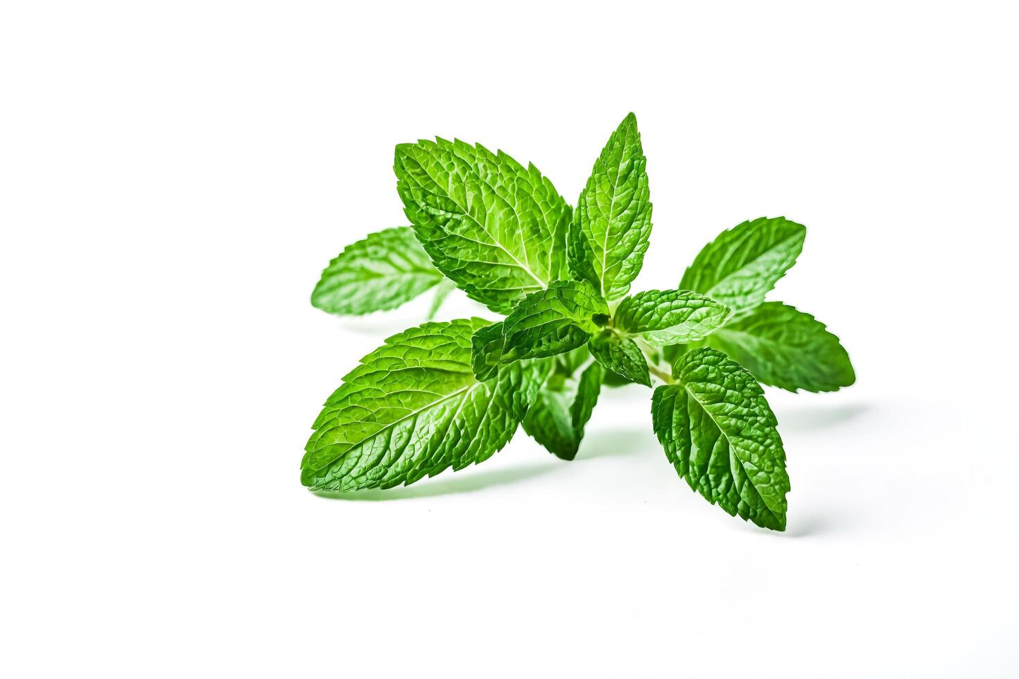 Fresh Mint Leaves on White Background photo