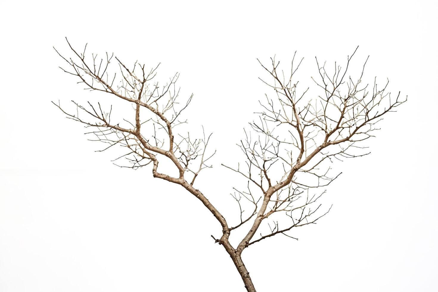 Bare Tree Branch on White Background photo