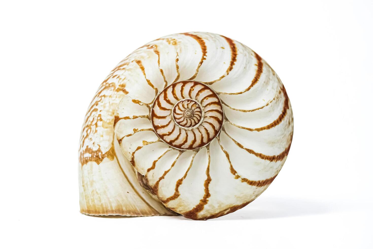 Nautilus Shell Close Up photo