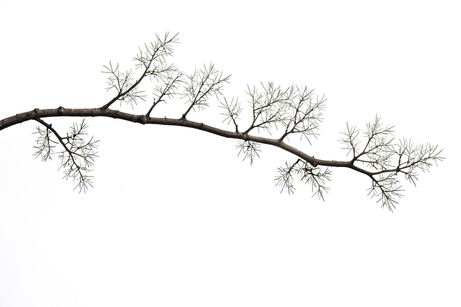 Closeup of a Bare Branch with a White Background photo