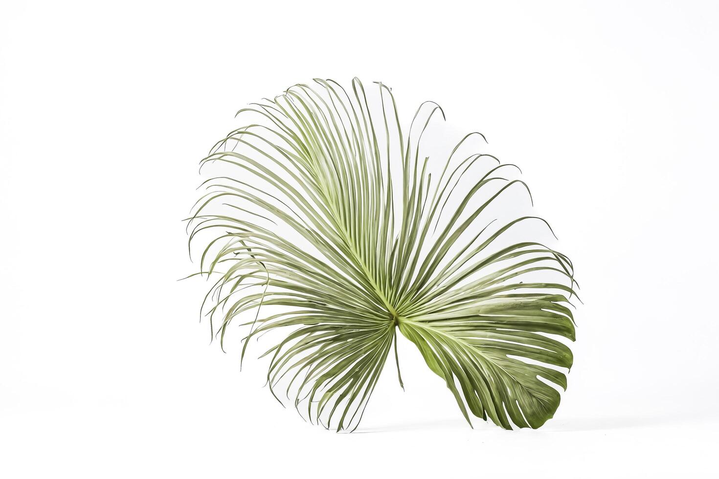 Single Tropical Leaf on White Background photo