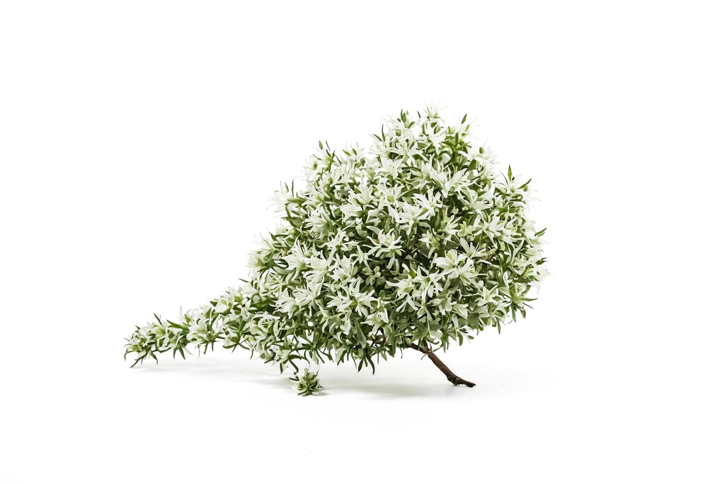 White flowers on a green branch against a white background photo
