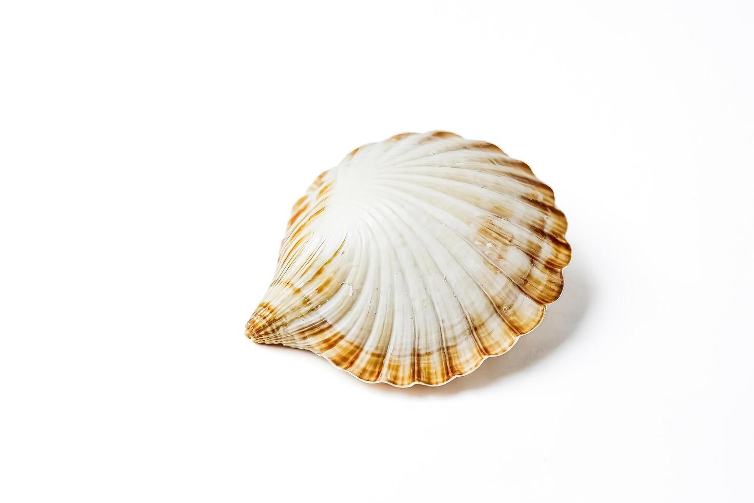 Seashell on White Background photo