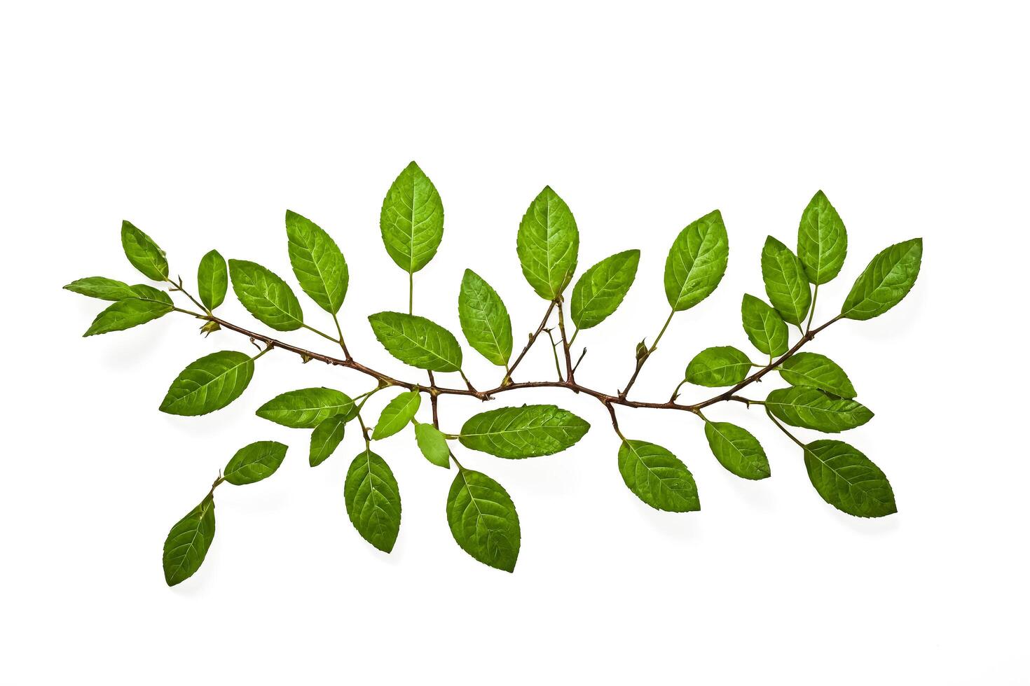 Green leaves on a branch isolated on a white background photo